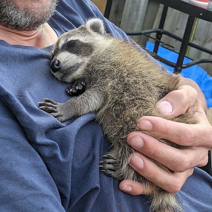 136 Adorable And Beautiful Animals That Might Brighten Up Your Day