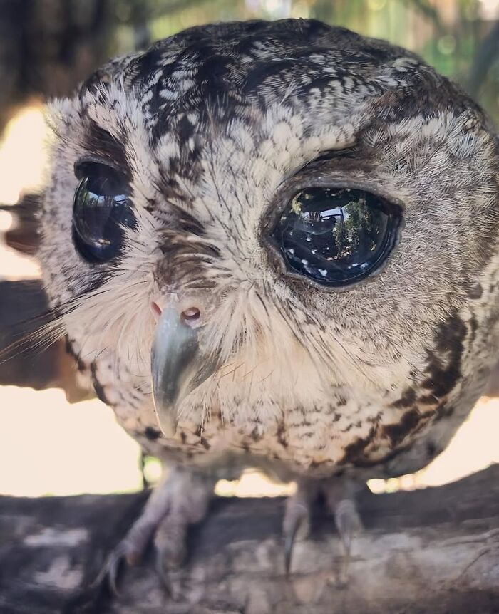 136 Adorable And Beautiful Animals That Might Brighten Up Your Day