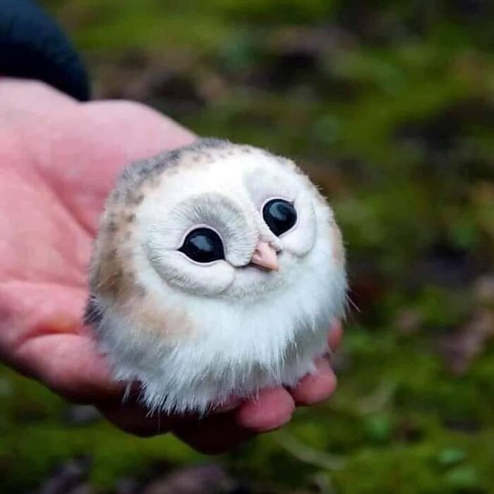 136 Adorable And Beautiful Animals That Might Brighten Up Your Day