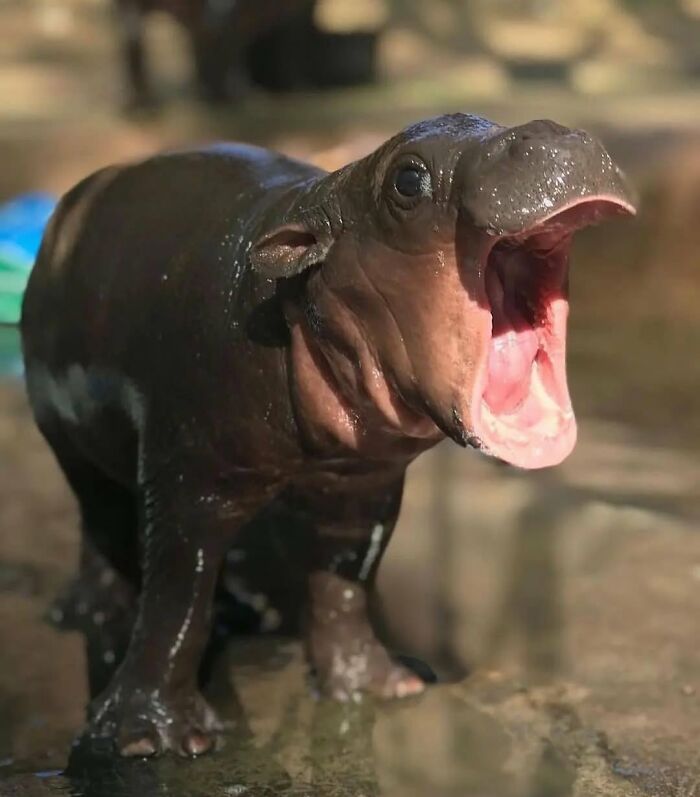 136 Adorable And Beautiful Animals That Might Brighten Up Your Day