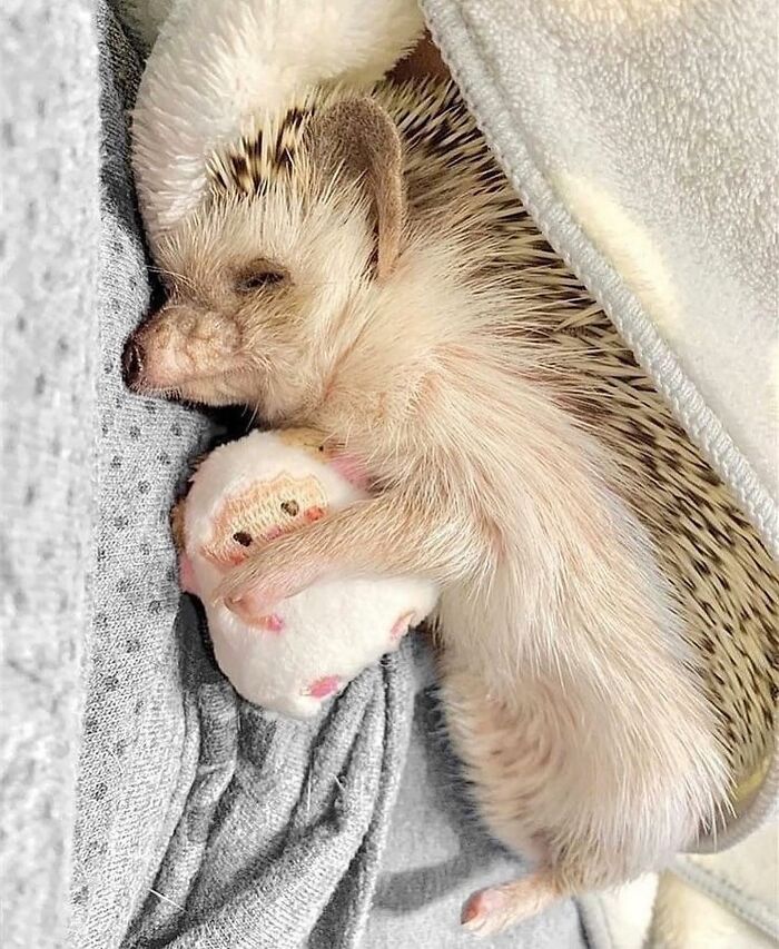 136 Adorable And Beautiful Animals That Might Brighten Up Your Day