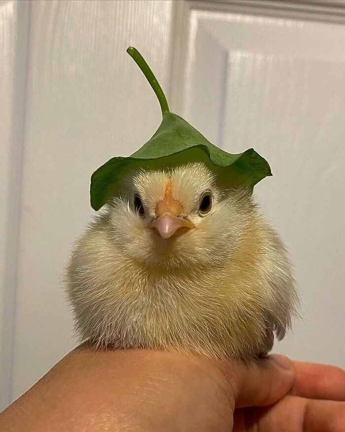 136 Adorable And Beautiful Animals That Might Brighten Up Your Day