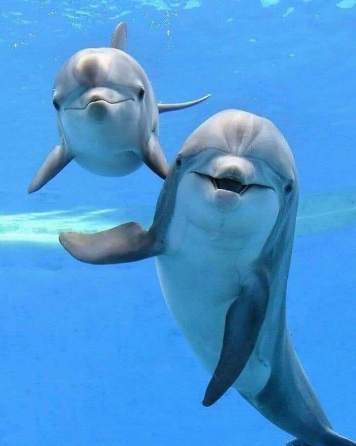 136 Adorable And Beautiful Animals That Might Brighten Up Your Day