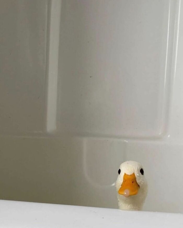 136 Adorable And Beautiful Animals That Might Brighten Up Your Day