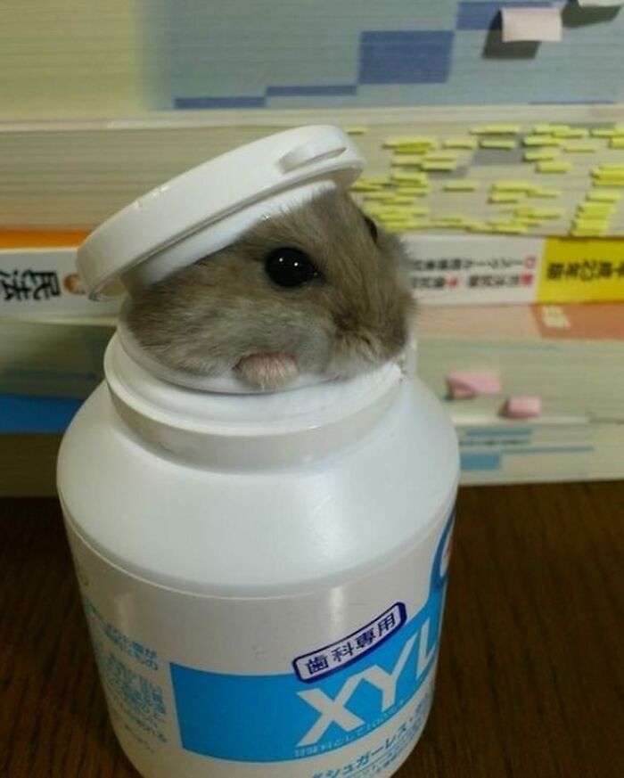 136 Adorable And Beautiful Animals That Might Brighten Up Your Day