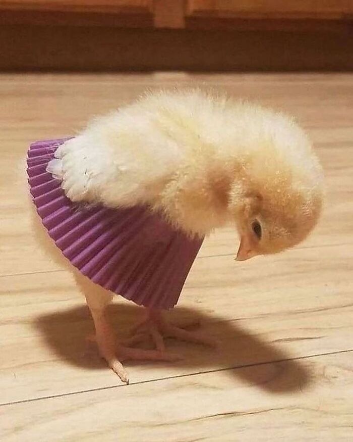 136 Adorable And Beautiful Animals That Might Brighten Up Your Day