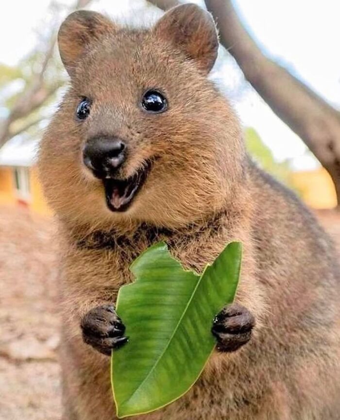 136 Adorable And Beautiful Animals That Might Brighten Up Your Day