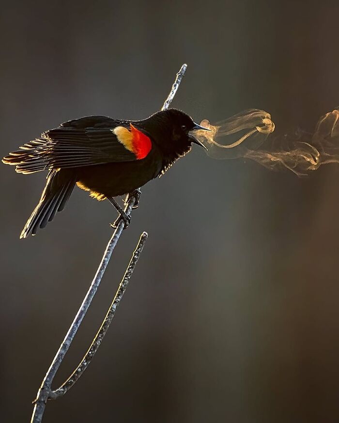 136 Adorable And Beautiful Animals That Might Brighten Up Your Day
