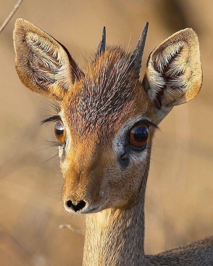 136 Adorable And Beautiful Animals That Might Brighten Up Your Day