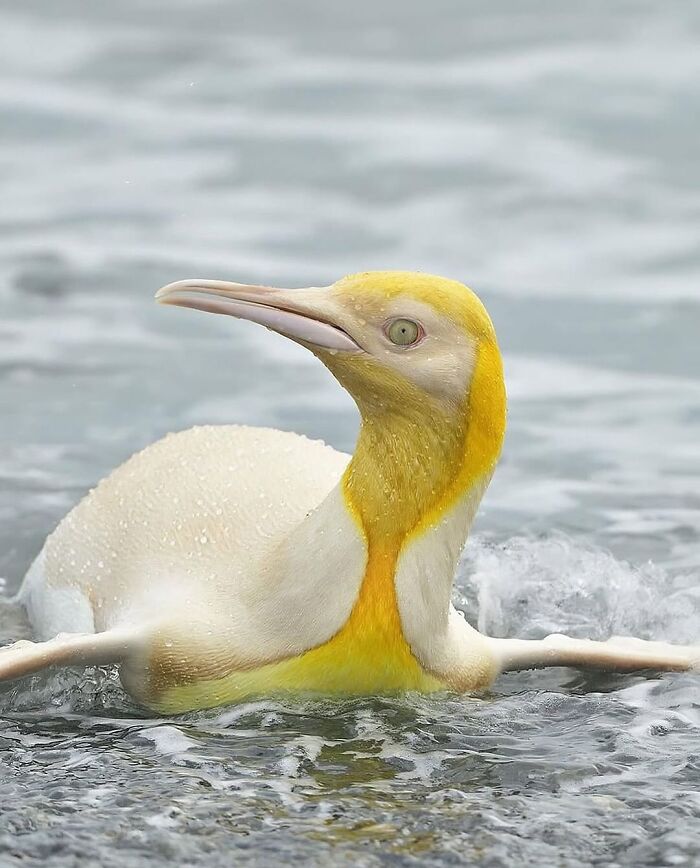 136 Adorable And Beautiful Animals That Might Brighten Up Your Day