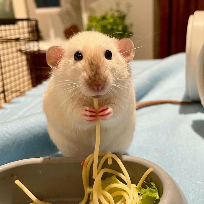 136 Adorable And Beautiful Animals That Might Brighten Up Your Day