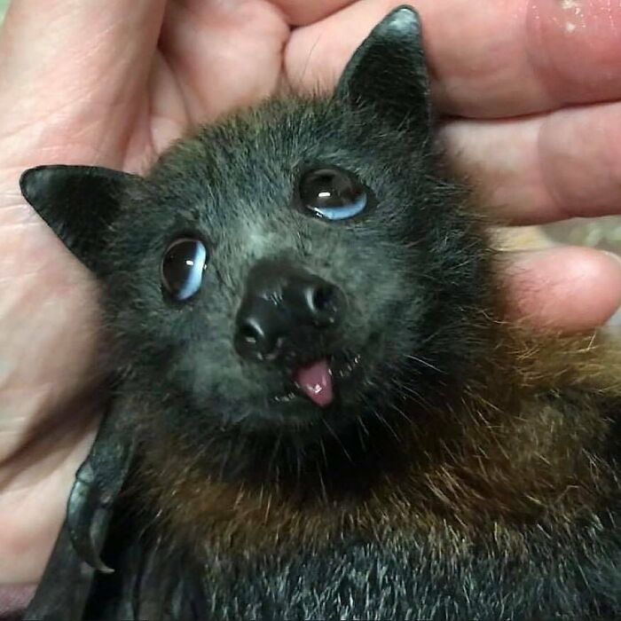 136 Adorable And Beautiful Animals That Might Brighten Up Your Day