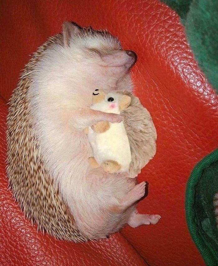 136 Adorable And Beautiful Animals That Might Brighten Up Your Day