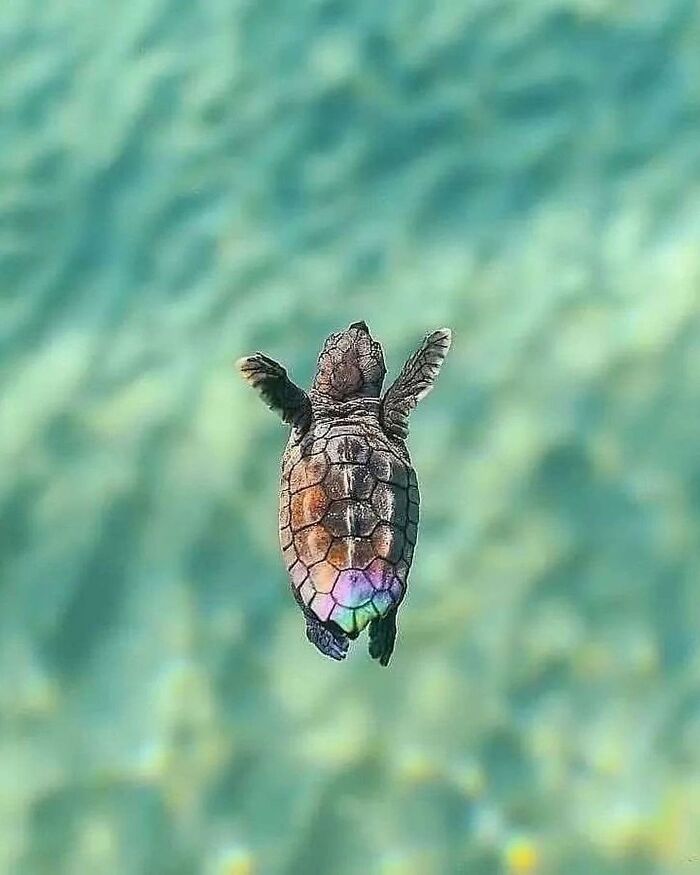 136 Adorable And Beautiful Animals That Might Brighten Up Your Day