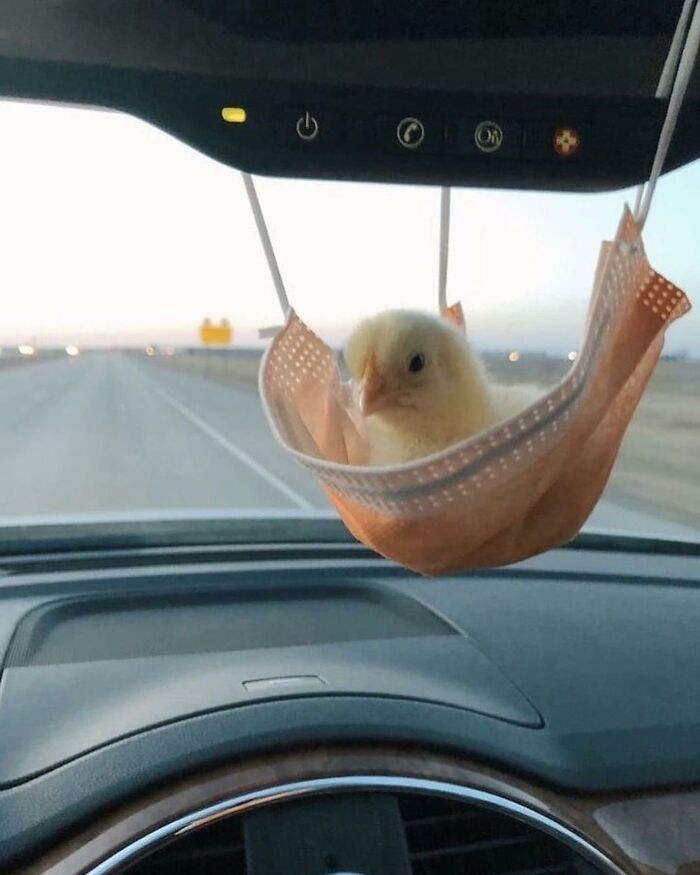 136 Adorable And Beautiful Animals That Might Brighten Up Your Day