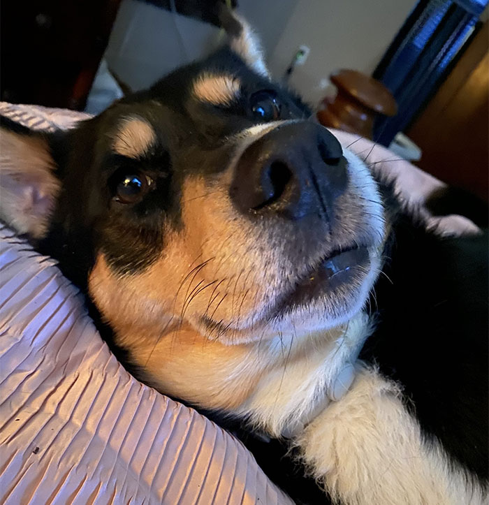 Guy Dumps Fiancée For Younger Woman, Asks For Dog Updates, Gets The Most &#8216;Aesthetic&#8217; Pics