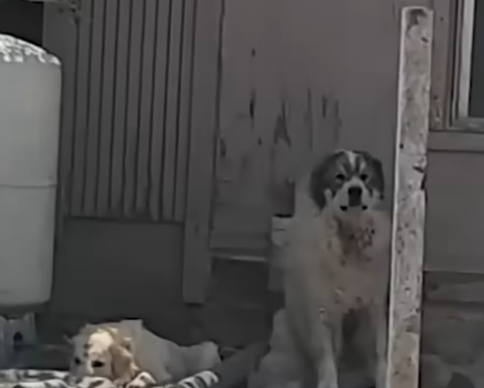 Teen Daughter&#8217;s Heartbreaking Question To Mom After Being Mauled By Pack Of Dogs
