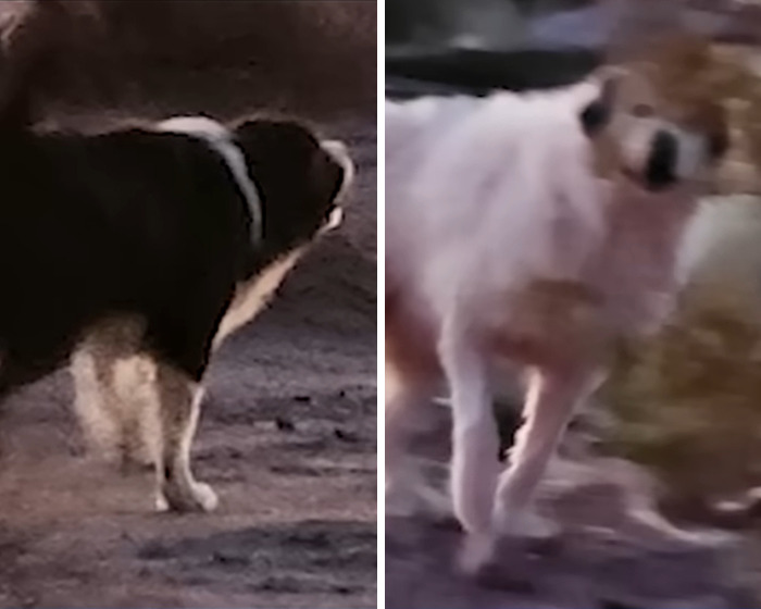 Teen Daughter&#8217;s Heartbreaking Question To Mom After Being Mauled By Pack Of Dogs