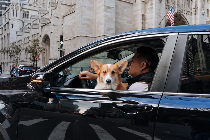 72 Hilarious And Heartwarming Animal Moments Spotted On The Streets