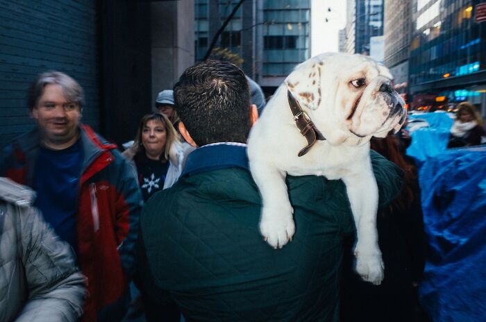 72 Hilarious And Heartwarming Animal Moments Spotted On The Streets