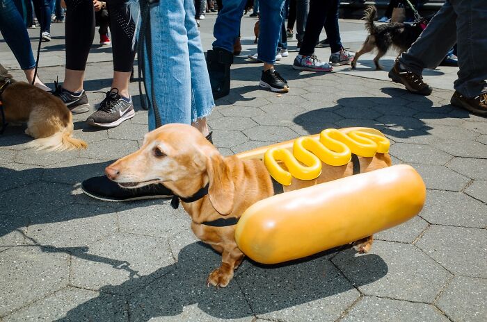 72 Hilarious And Heartwarming Animal Moments Spotted On The Streets