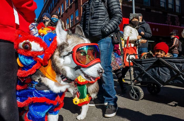 72 Hilarious And Heartwarming Animal Moments Spotted On The Streets