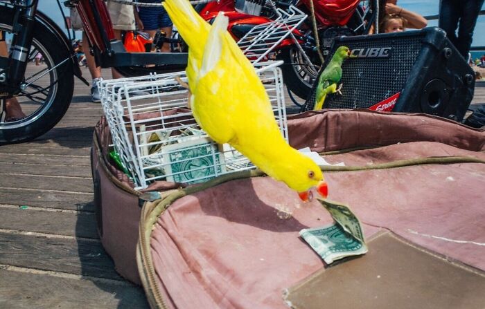 72 Hilarious And Heartwarming Animal Moments Spotted On The Streets