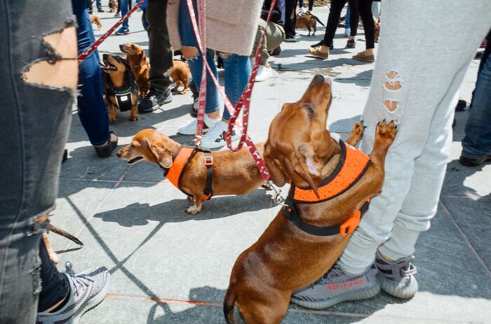 72 Hilarious And Heartwarming Animal Moments Spotted On The Streets