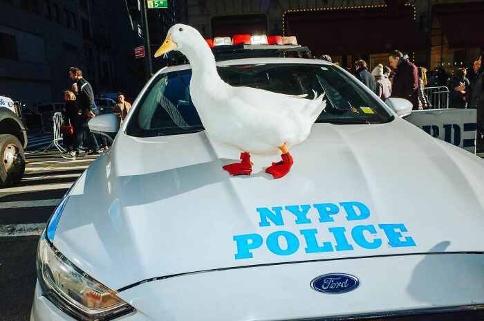 72 Hilarious And Heartwarming Animal Moments Spotted On The Streets