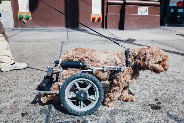 72 Hilarious And Heartwarming Animal Moments Spotted On The Streets