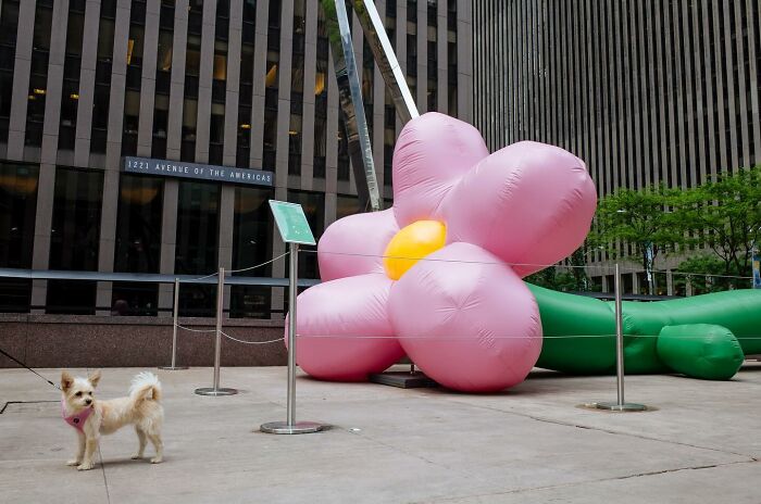 72 Hilarious And Heartwarming Animal Moments Spotted On The Streets