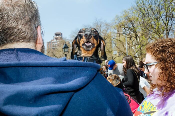 72 Hilarious And Heartwarming Animal Moments Spotted On The Streets
