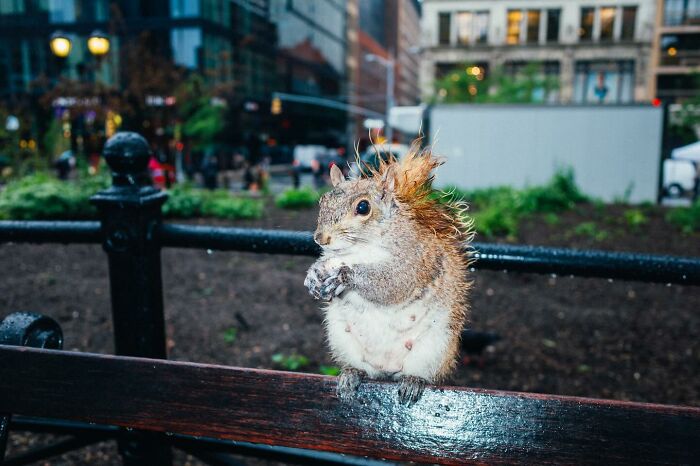 72 Hilarious And Heartwarming Animal Moments Spotted On The Streets
