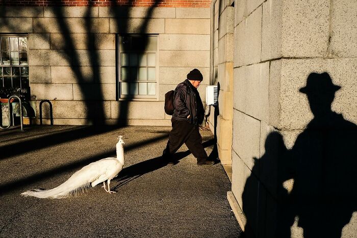 72 Hilarious And Heartwarming Animal Moments Spotted On The Streets