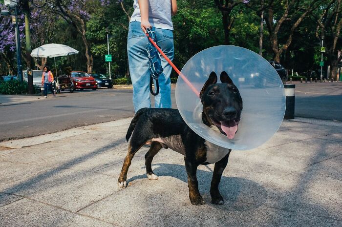 72 Hilarious And Heartwarming Animal Moments Spotted On The Streets