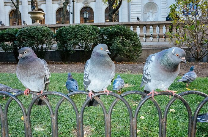 72 Hilarious And Heartwarming Animal Moments Spotted On The Streets
