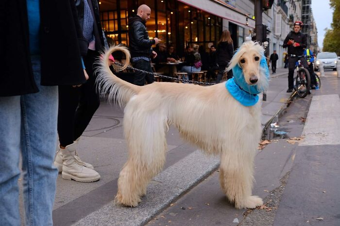 72 Hilarious And Heartwarming Animal Moments Spotted On The Streets