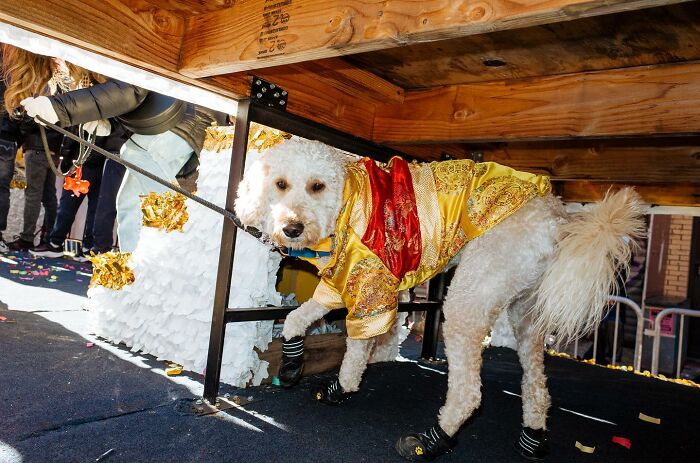 72 Hilarious And Heartwarming Animal Moments Spotted On The Streets