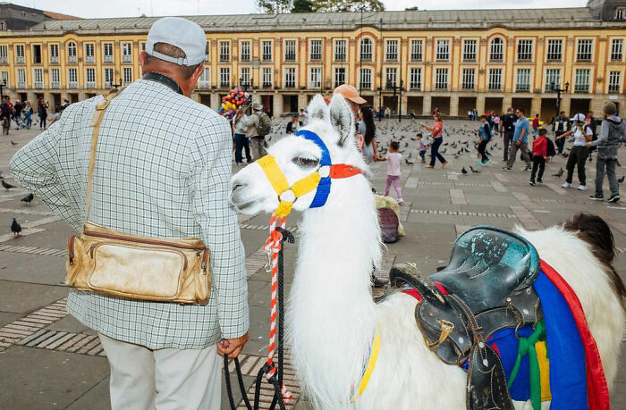 72 Hilarious And Heartwarming Animal Moments Spotted On The Streets