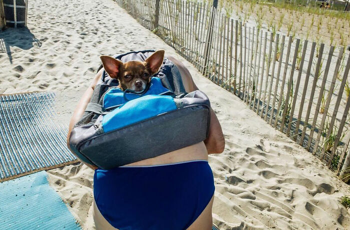72 Hilarious And Heartwarming Animal Moments Spotted On The Streets