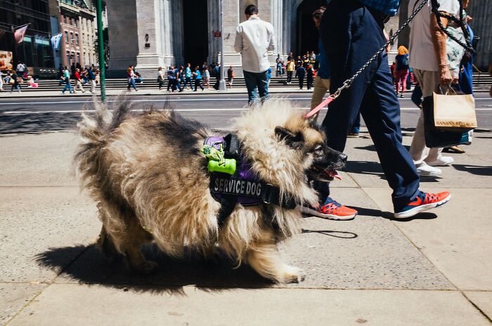 72 Hilarious And Heartwarming Animal Moments Spotted On The Streets