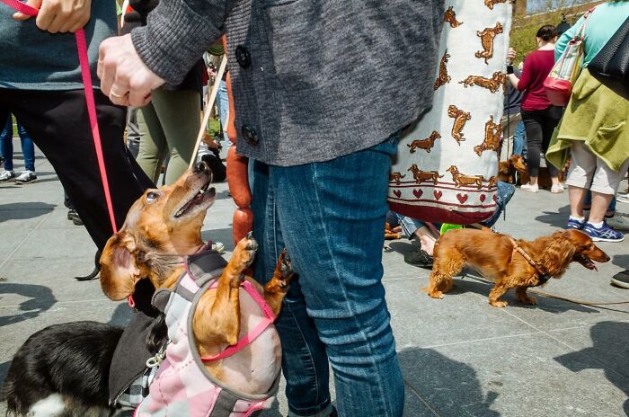 72 Hilarious And Heartwarming Animal Moments Spotted On The Streets
