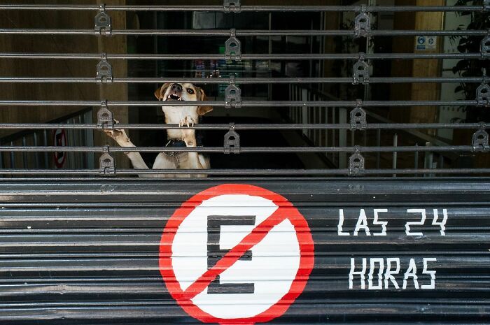 72 Hilarious And Heartwarming Animal Moments Spotted On The Streets
