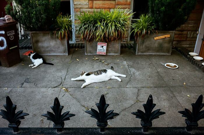 72 Hilarious And Heartwarming Animal Moments Spotted On The Streets