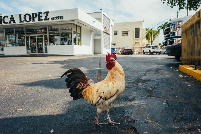 72 Hilarious And Heartwarming Animal Moments Spotted On The Streets