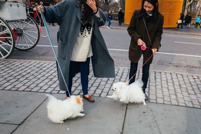 72 Hilarious And Heartwarming Animal Moments Spotted On The Streets