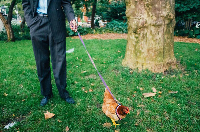72 Hilarious And Heartwarming Animal Moments Spotted On The Streets