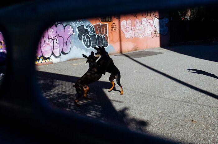72 Hilarious And Heartwarming Animal Moments Spotted On The Streets