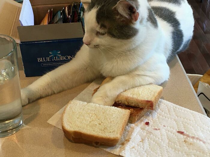 73 Chaotic Pets Who Decided To Be A Menace Just Because They Can