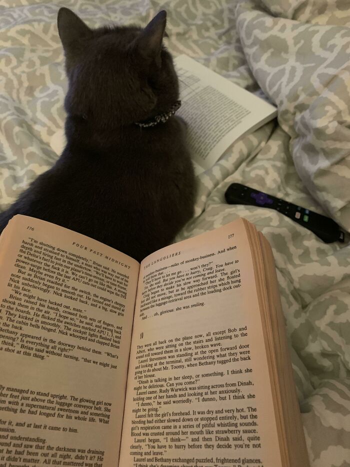 73 Chaotic Pets Who Decided To Be A Menace Just Because They Can